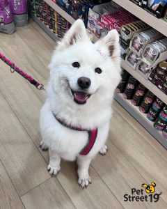 PetStreet19.gr Ι Pet Shop Μπότσαρη Θεσσαλονίκη