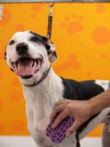 petstreet19.gr Μποτσαρη Θεσσαλονίκης