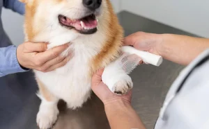 παθολογικα περιστατικα κατοικιδιων Θεσσαλονικη