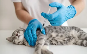 εμβολιασμός κατοικιδιων Θεσσαλονικη