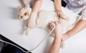 Στείρωση κατοικιδίων